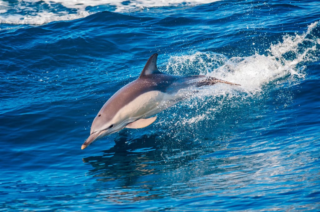 azores 3