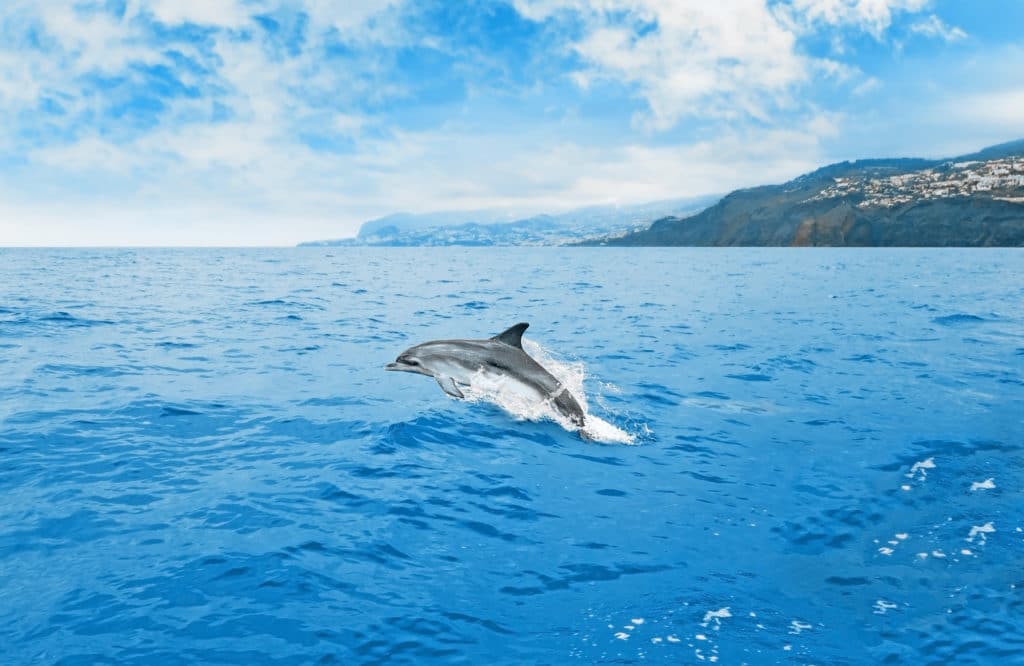 madeira 3